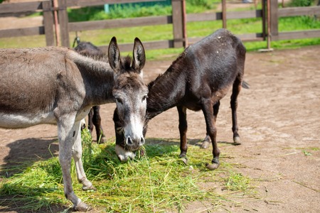 Donkeys on the farm eat grassの写真素材