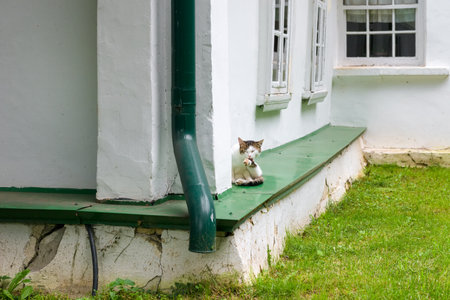 A beautiful cat sits under the window of a village houseのeditorial素材