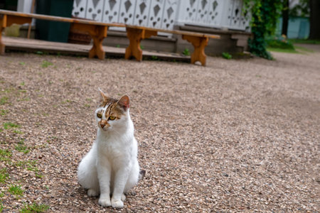 A beautiful cat sits in the courtyard of a village houseのeditorial素材