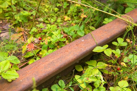 The old railroad tracks of the Valdai-Krattsy line. Krestetsky District, Novgorod Region Russia. Was built in 1914-1916の写真素材