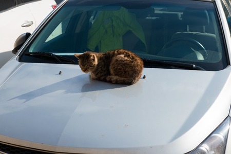 Wild urban cat sleeping on the hood of the carの写真素材