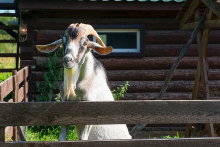 A curious goat with large horns peeping out of the penの写真素材