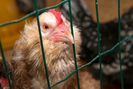 Brown hen laying on a farm in a chicken coopの写真素材