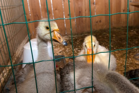 Ducklings on the farm behind the net in the hen houseの写真素材