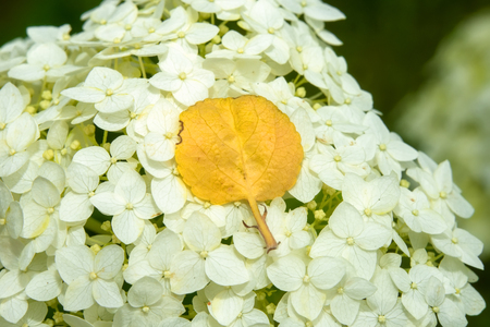Hortensia paniculata Annabel. White Flowers Closeupの写真素材