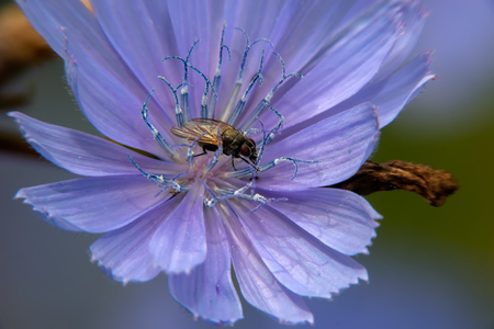 Little fly in Common Chicago (lat. CichÃ³rium Ã­ntybus). Wildflower Closeup