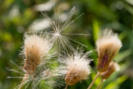 Thick thistledown ready for seed dispersal by the windの写真素材