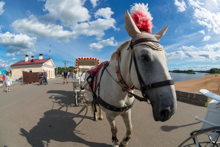 VELIKY NOVGOROD, RUSSIA - AUGUST 14, 2018: Horse harnessed to a carriage for walking around the city in Veliky Novgorod, Russia.のeditorial素材