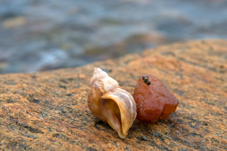 Cockleshell with a stone lies on a large stone by the seaの写真素材