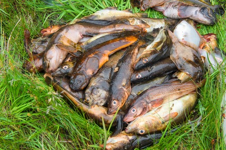 Fisherman's catch. Fresh caught fish lying on the grass