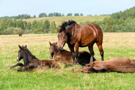 Horses graze in the meadow on a summer day