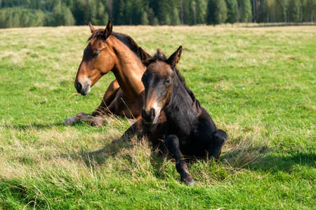 Horses resting in the meadow on a summer dayの写真素材