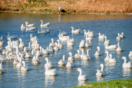 White geese on a summer day at the farm lakeの写真素材