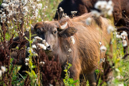 Buffalo calf on a field on a summer day