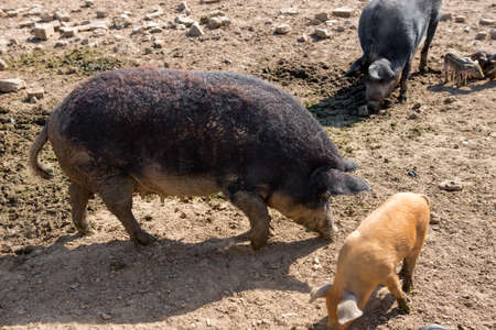 Pig mother with her little piglets in the pen at the farm