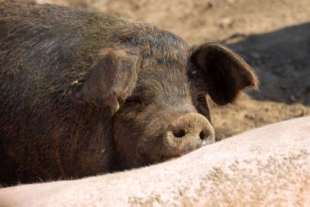 Piglets on a summer day at the farm are sleeping
