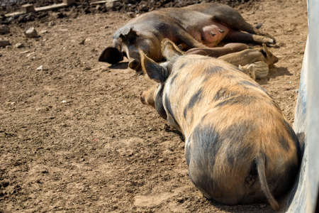 Pig mother with her little piglets in the pen at the farm
