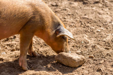 A pig on a summer day at the farm