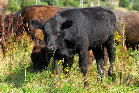 Young bulls in the pasture eating grass summer dayの写真素材
