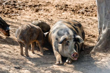 Pig mother with her little piglets in the pen at the farmの写真素材