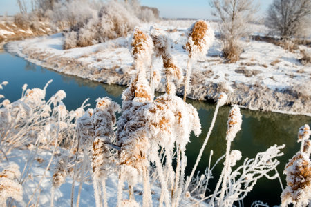 Trees and plants near the river are covered with frost on a cold winter sunny dayの写真素材