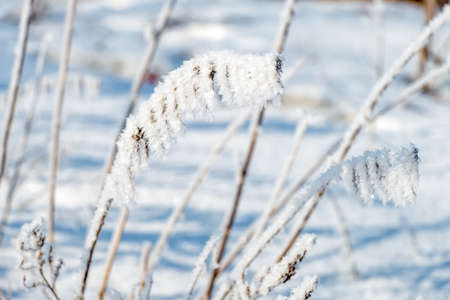The grass is covered with frost on a winter sunny cold dayの写真素材