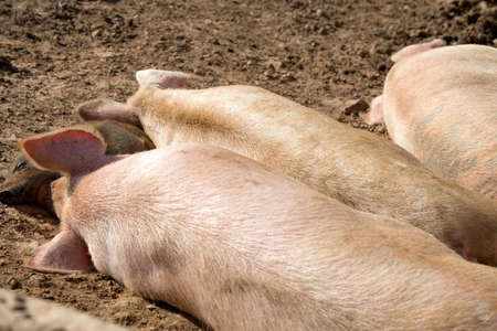 Piglets on a summer day at the farm are sleepingの写真素材