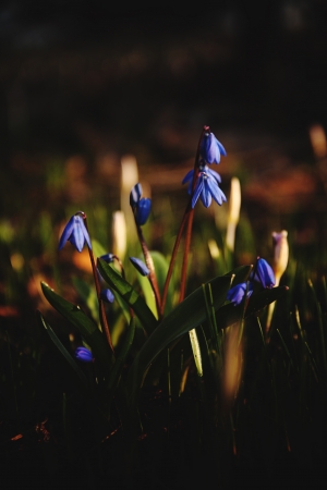 squills primroseflowerの写真素材