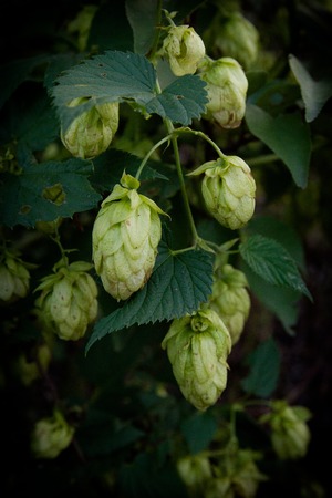 hops, beer bush agriculture buttons on the branches