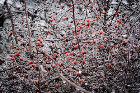 bush with berries of wild rose in the ice. fantastic picture.
