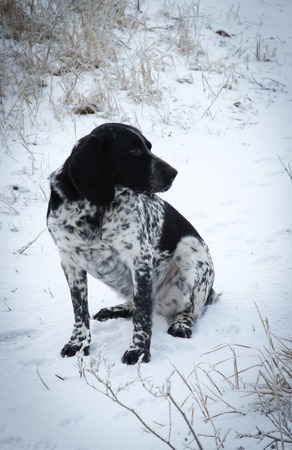 Spotted dog. Sitting in the snow. It's snowing. hound
