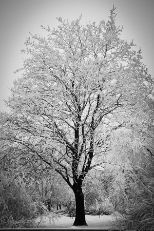 Winter Wonderland , Winter Forest, Hoar on branchesの写真素材