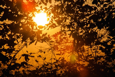 Backgrounds of the sunlight that make their way through the autumn tree branchesの写真素材