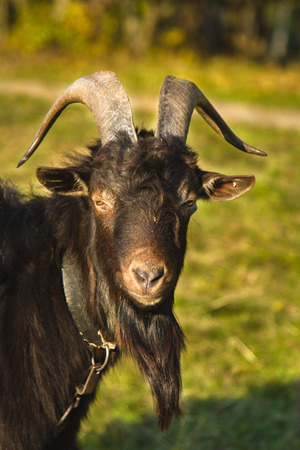White goat on the pastureの写真素材