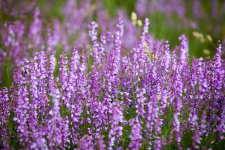 fresh purple wild flowers at a dayの写真素材