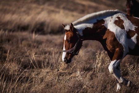 piebald horse goes along the yellow grassの写真素材