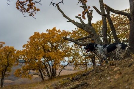 spotted dog on the slopesの写真素材