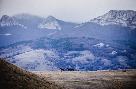 Horses graze against the background of snow-capped mountainsの写真素材