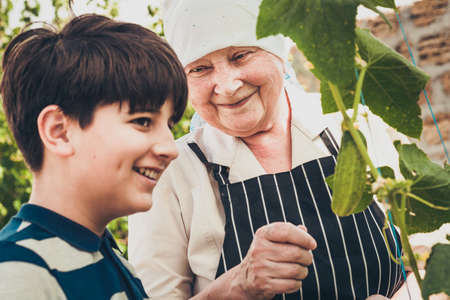 Grandmother shows her grandson a cucumber growing on a bush in her garden.の写真素材
