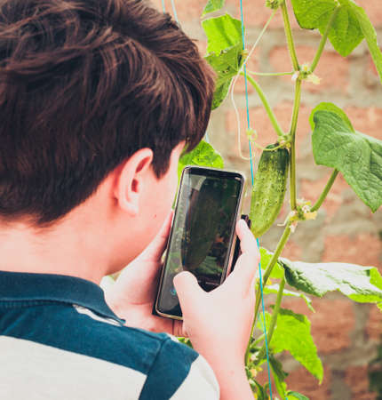 Tienanger takes pictures of a cucumber growing on a bush with a smartphone.の写真素材