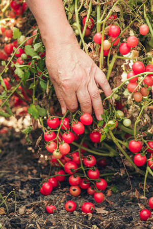 Hand of an old woman plucks a sprig of cherry tomatoes per bush.の写真素材