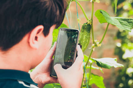 A child takes pictures of a cucumber growing on a bush on a smartphone.の写真素材