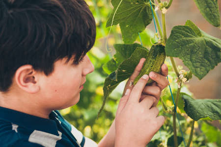 School biology project. A high school student studies a cucumber growing on a bush.の写真素材