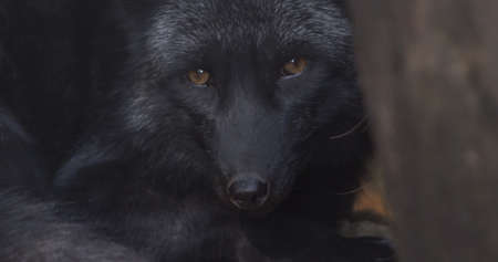 Silver fox. Wildlife life in natural conditions