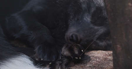 The silver fox sleeps in its natural environment