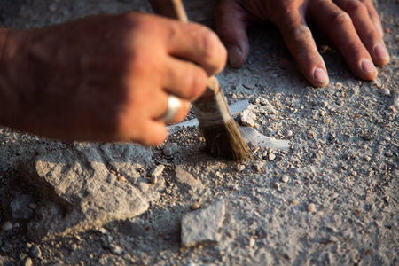 An archaeologist cleans a found artifact in the form of bones with a brush. Historical...