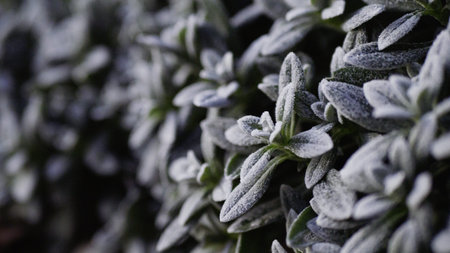 Silvery groundcover. Green grass with white hairs in the suns rays