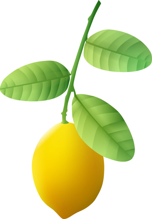 A ripe lemon weighs on a green branch. Vector illustration.のイラスト素材