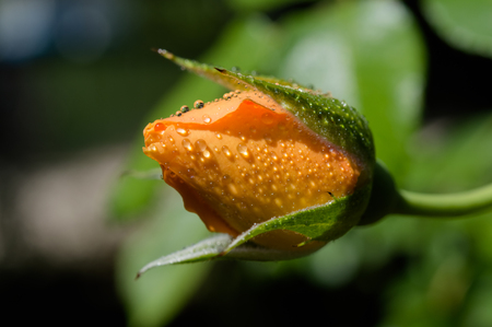 Some orange yellow roses in the gardenの写真素材