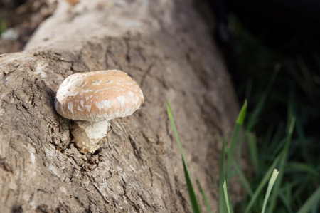 mushroom amanita pantherinaの写真素材
